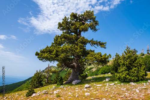 Bilde på lerret Loricato pines in the Pollino national park