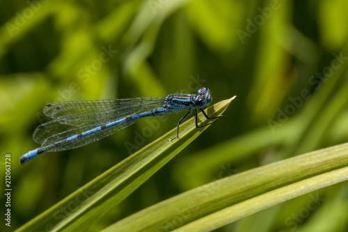 Azure Damselfly insect resting in a dragonfly springtime summer garden