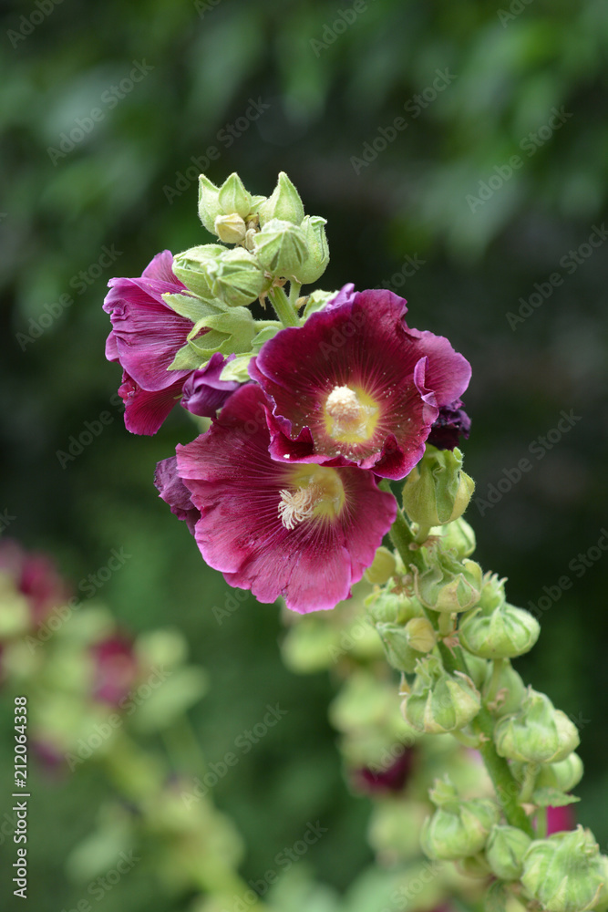 Obraz premium Common hollyhock