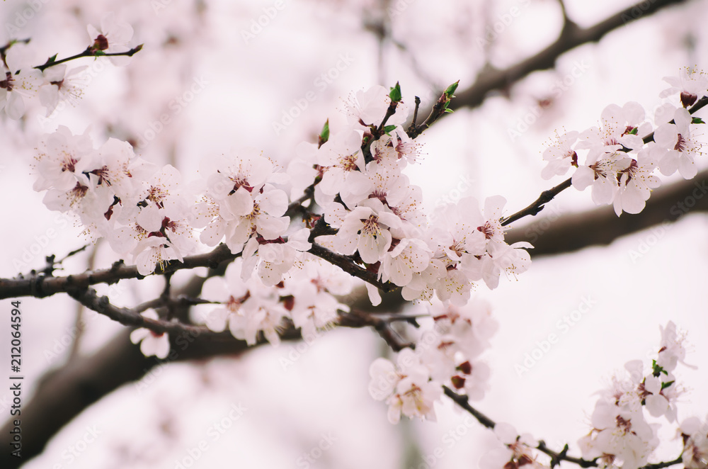Blossoming of the apricot tree in spring time with white beautiful flowers. Macro image with copy space. Natural seasonal background. Blossoming of the apricot tree in spring time with white beautiful flowers. Macro image with copy space. Natural seasonal background.