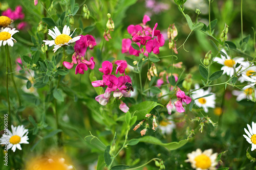Fototapeta Naklejka Na Ścianę i Meble -  buds of bright pink field flower Peas and white daisies on soft blurred background