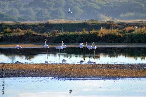 Ria Formosa, Algarve, Portugal