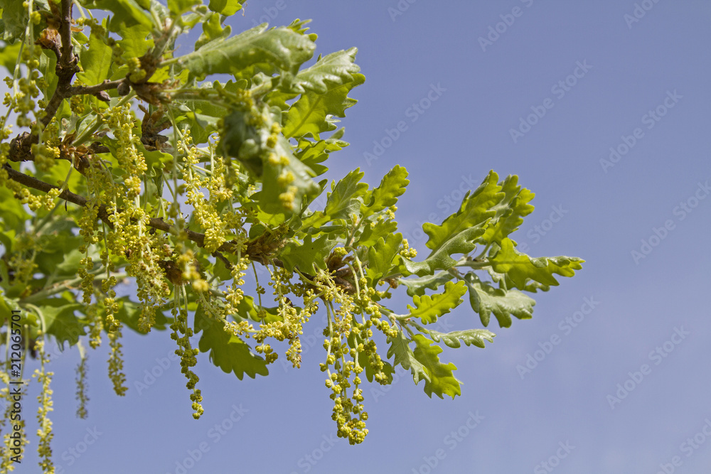 Steineichendetail vor blauem Himmel Steineichendetail vor blauem Himmel