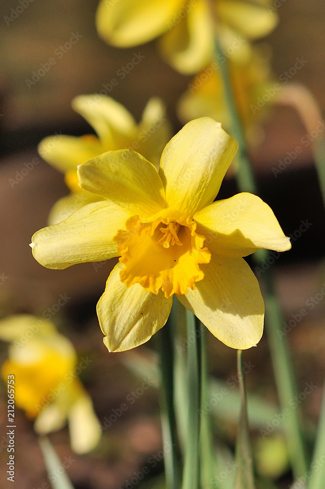 Fototapeta premium wild daffodil. Narcissus pseudonarcissus