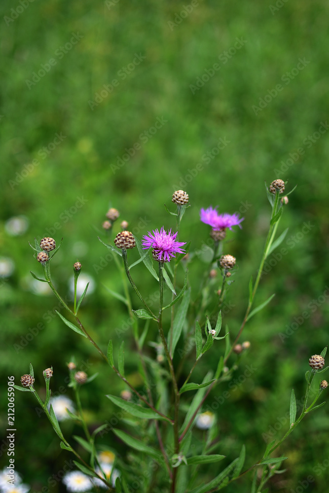 buds of purple field flower Serratula on soft blurred background buds of purple field flower Serratula on soft blurred background