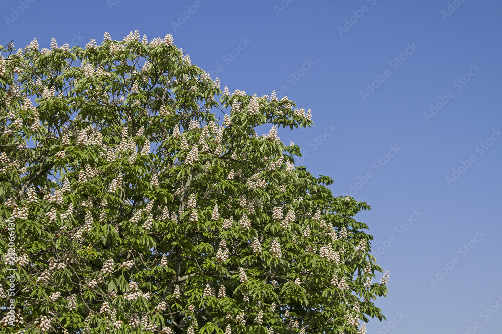 Kastanienblüte im Frühling vor blauem Himmel Kastanienblüte im Frühling vor blauem Himmel