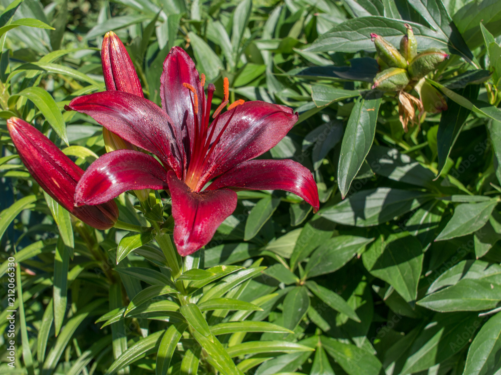 Dark red lily among green plants