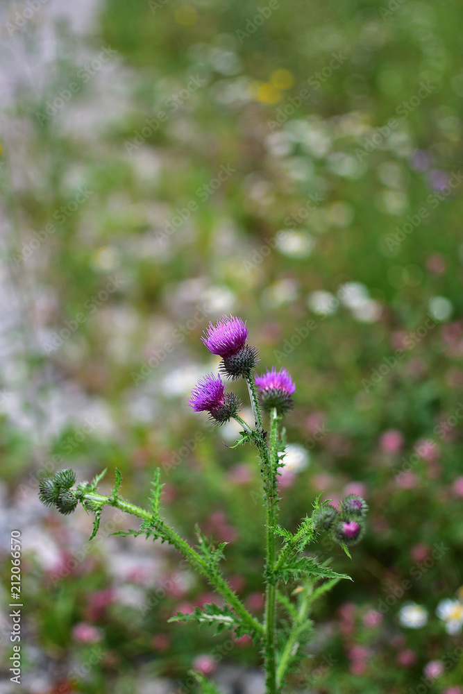Fototapeta premium purple thistle flowers Cárduus on soft blurred background