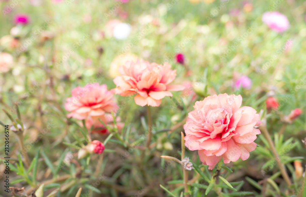 Beautiful of 3 Flowers Portulaca oleracea in nature