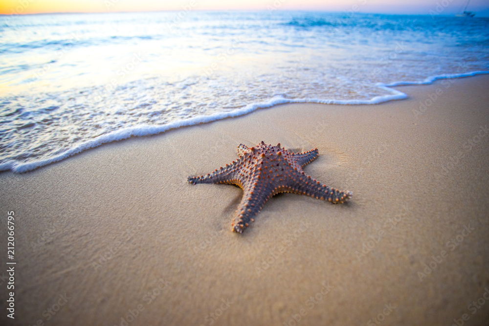 A starfish on the beach at sunset A starfish on the beach at sunset