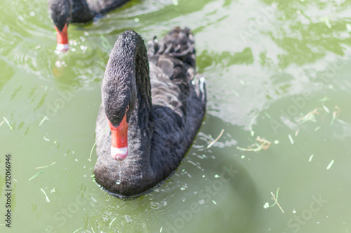 Black swan in green water.