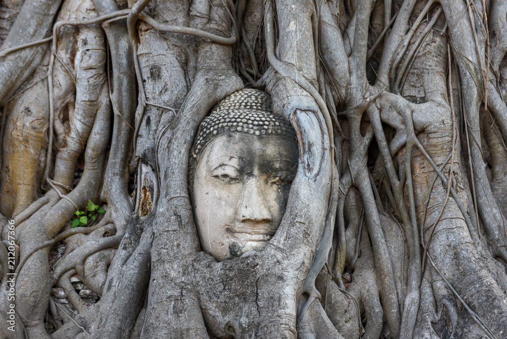 Head of Buddha statue at Wat Mahathat temple in Ayutthaya
