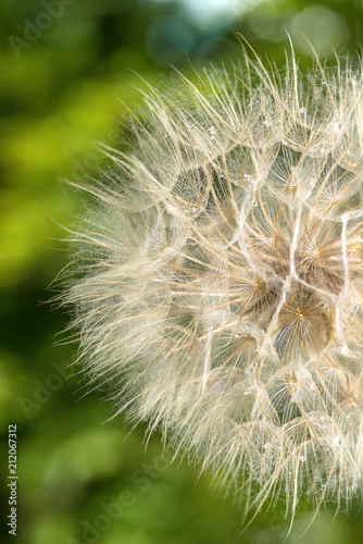 The macro photo of a deflowered flower of a dandelion against the background of a green tree with dew drops