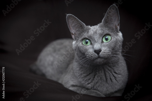 Portrait of a Russian blue cat puppy on a dark background