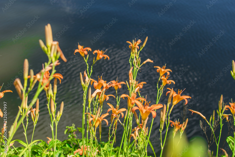 Flowers against the background of the lake.