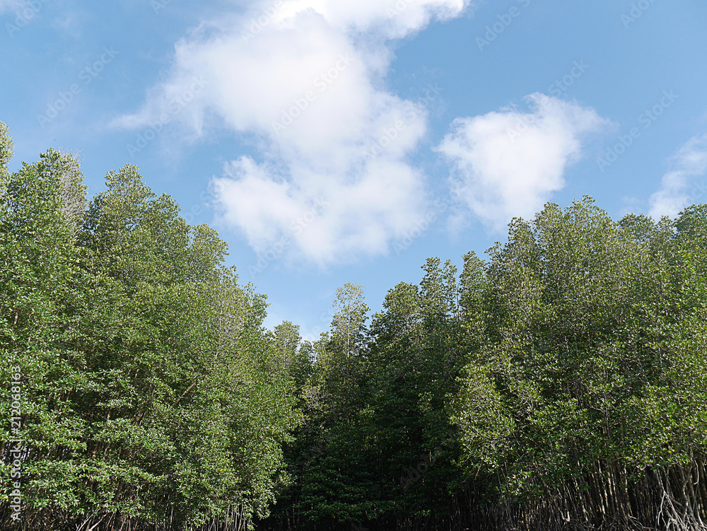 Fototapeta premium forest with river 