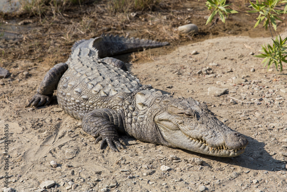 Fototapeta premium Marsh Crocodile in Jakigur, Sistan and Baluchistan, Iran