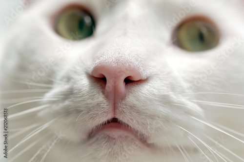 pink nose of white pet cat with green eyes