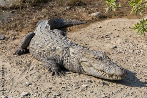 Marsh Crocodile in Jakigur  Sistan and Baluchistan  Iran