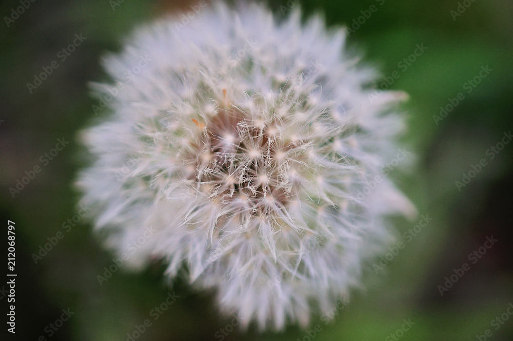 Fototapeta premium dandelion on nature background