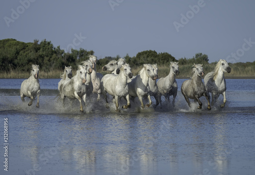 Canvas Print Herd of White Horses Running Through the Water in Camargue, France