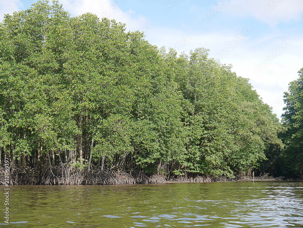 Mangrove forests and many trees
