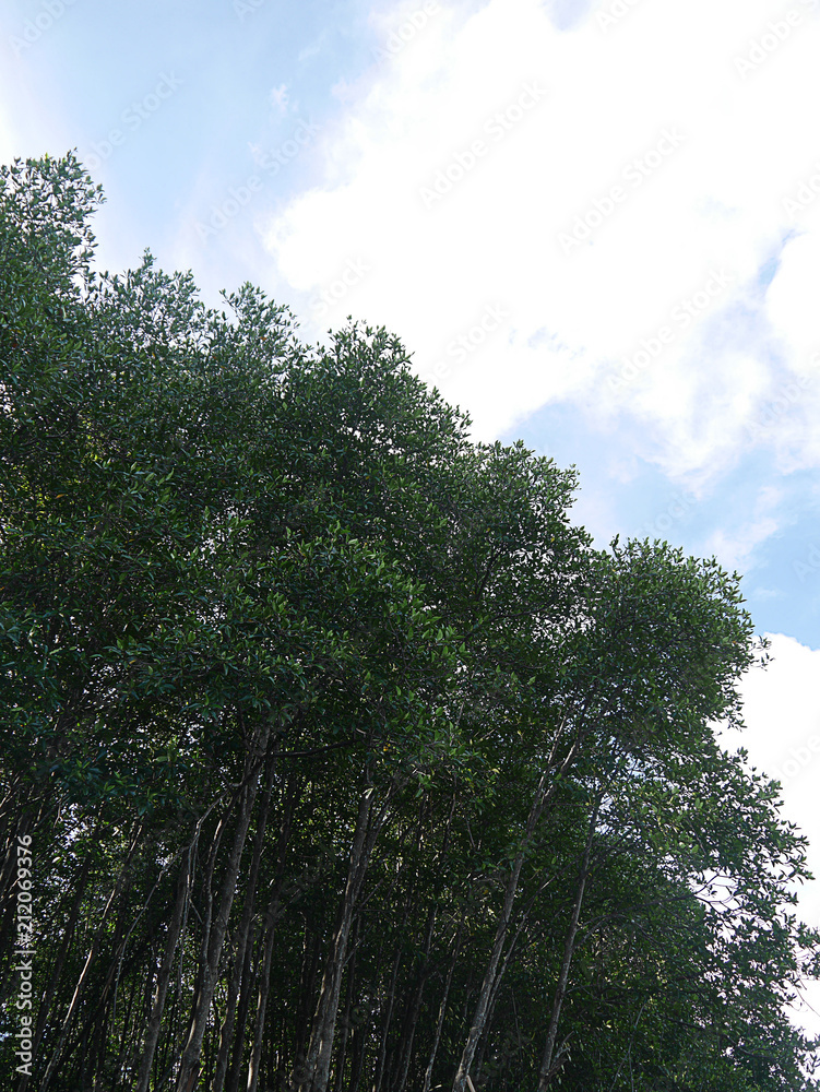 Obraz premium Mangrove forest 