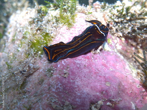 Sea slug-Chelidonura hirundinina  Bulla hirundinina  Chelidonura philinopsis in Clovelly, Sydney, Australia photo