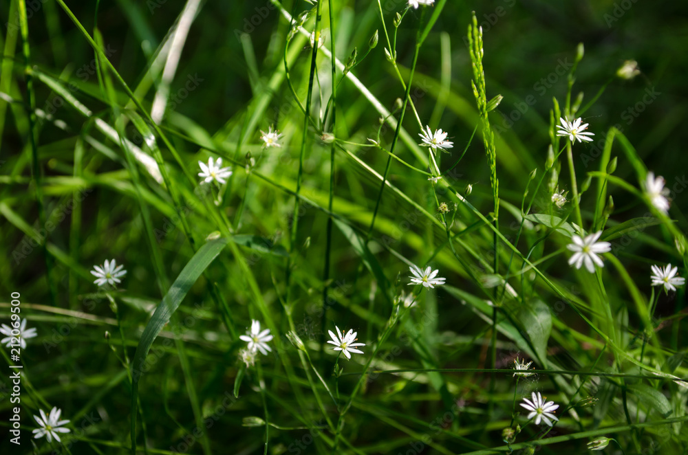 Small white forest flowers on a bright green background of grass. Small white forest flowers on a bright green background of grass.