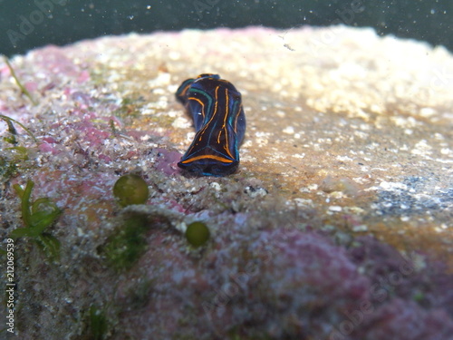 Sea slug-Chelidonura hirundinina  Bulla hirundinina  Chelidonura philinopsis in Clovelly, Sydney, Australia photo