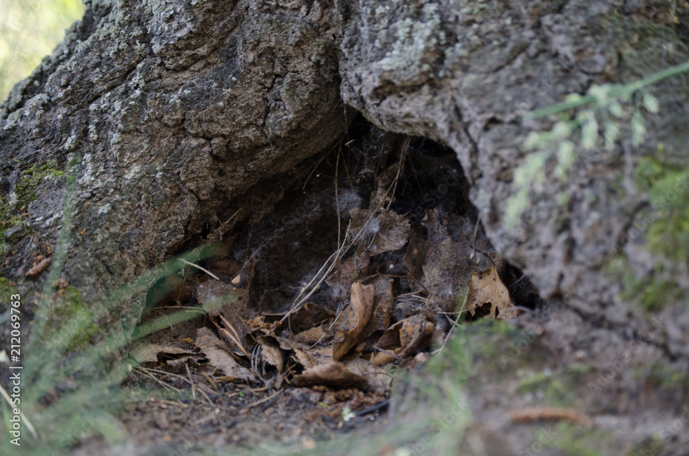 The hollow in the tree serves as a nest for birds and a shelter for animals. The hollow in the tree serves as a nest for birds and a shelter for animals.