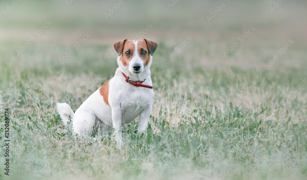 Portrait from distance of cute small white and red dog jack russel terrier sitting on grassland and looking forward at summer sunny day Portrait from distance of cute small white and red dog jack russel terrier sitting on grassland and looking forward at summer sunny day