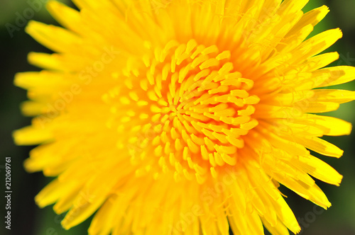 Bright dandellion flowers