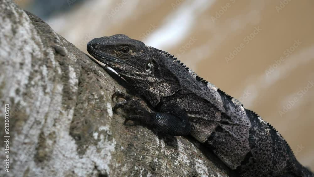 American tropical grey lizard grabbed to a tree next to the Caribbean beach. Stationary dark grey tropical lizard. Exuberant tropical animal species. Awesome colourful unique reptiles. American tropical grey lizard grabbed to a tree next to the Caribbean beach. Stationary dark grey tropical lizard. Exuberant tropical animal species. Awesome colourful unique reptiles.