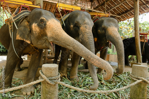 Tamed elephants with yellow saddles standing and waiting for tourists. Concept of traveling to exptic countries and domesticated animals. photo