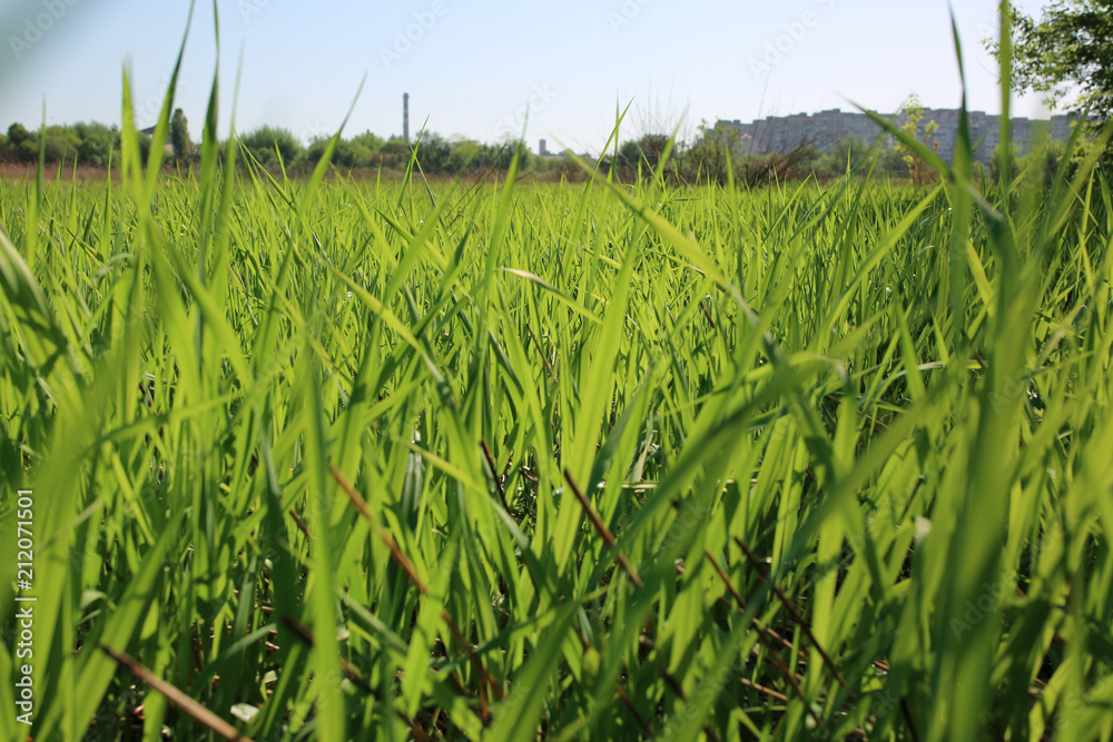 Obraz premium Tall green grass in the field. Summer spring meadow landscape on a sunny day. Nature eco friendly photo. Wallpaper with the blue sky.