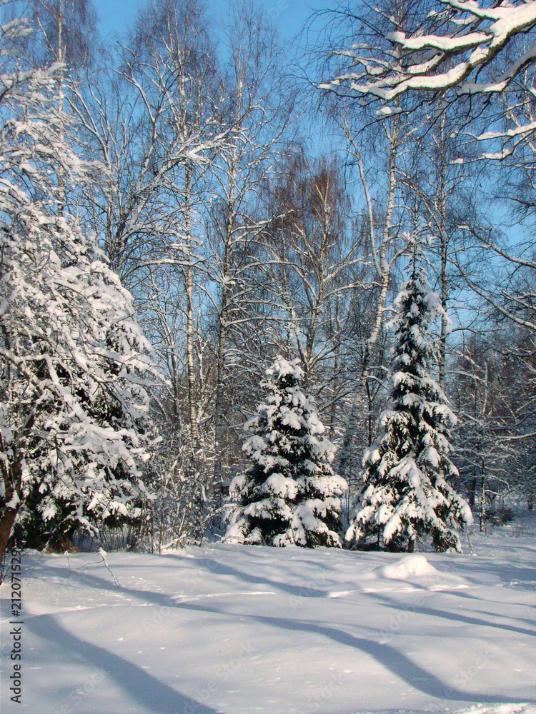 Fototapeta premium Winter park landscape