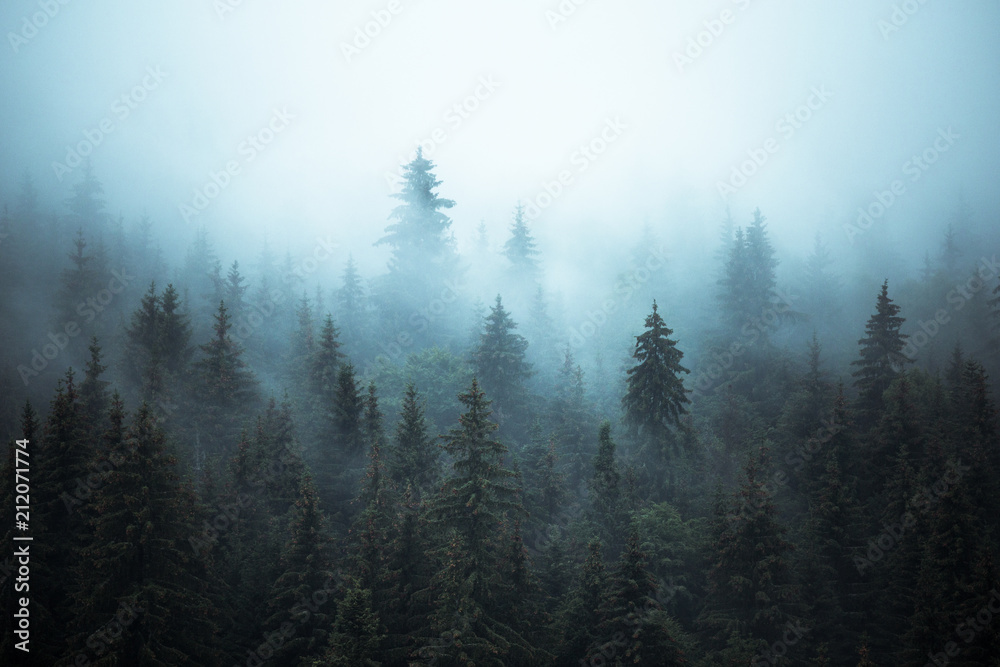 Misty landscape with fir forest