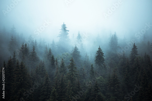 Misty landscape with fir forest © szaboerwin