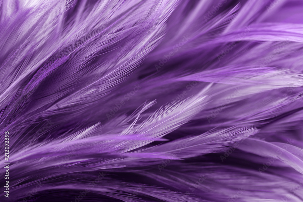 Purple chicken feathers in soft and blur style for background Purple chicken feathers in soft and blur style for background