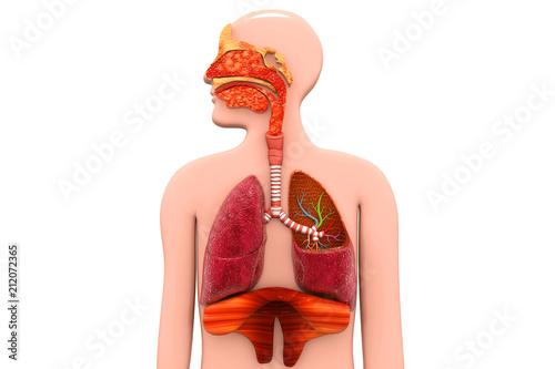 Bilde på lerret Human Respiratory System