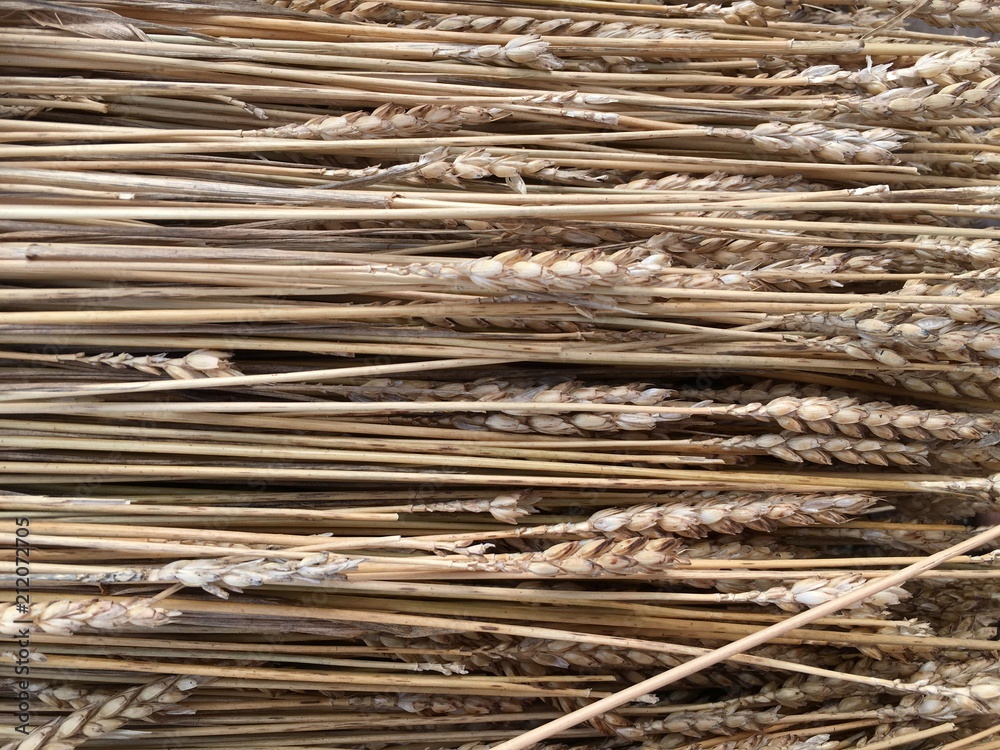 long straw for a thatch roof