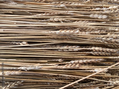 long straw for a thatch roof