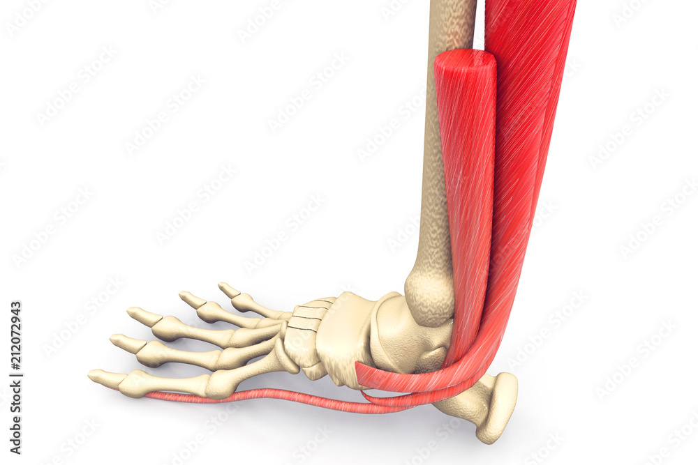 Human Foot Muscles Anatomy Stock Illustration Biology Diagrams