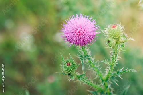 Pink milk thistle flower in bloom in spring. Herbal summer flowers.