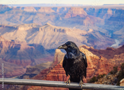 Scenic view of Grand canyon with black raven in foreground, USA