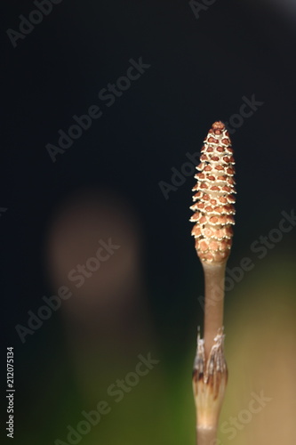 horsetail