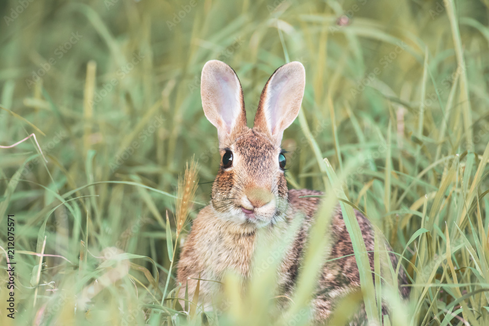 Obraz premium linguaccia