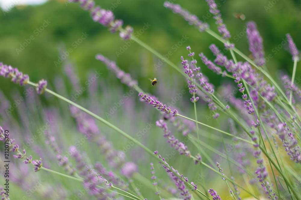 Obraz premium lavender in the field