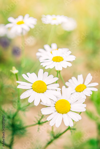 Chamomile field flowers. Beautiful summer nature scene with blooming medical chamomilles in sun flare. Herbal flowers © Natallia